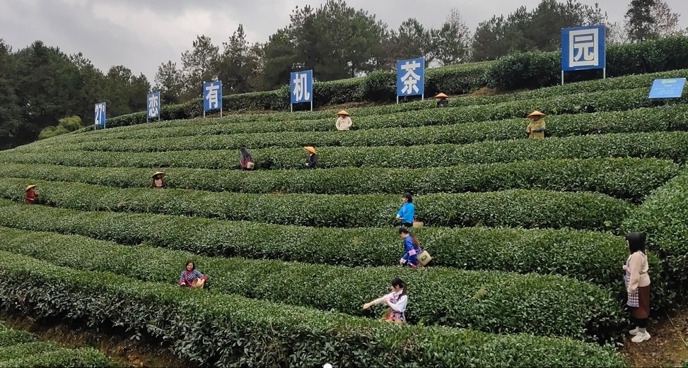 公司有机茶园基地